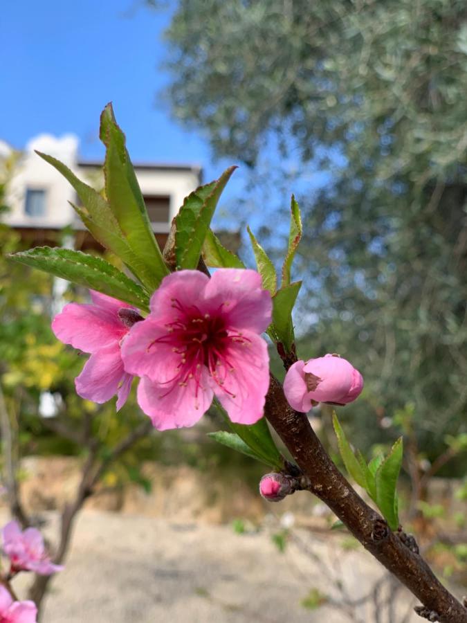 Beach Villa Gladiolus Neo Chorio Exterior foto